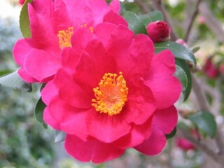 山茶花　R6.12コラム