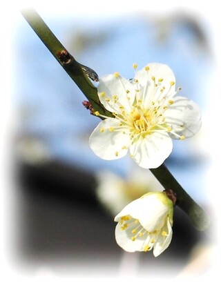 R702梅の花