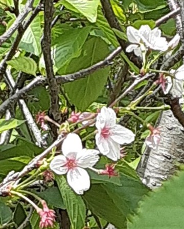 桜